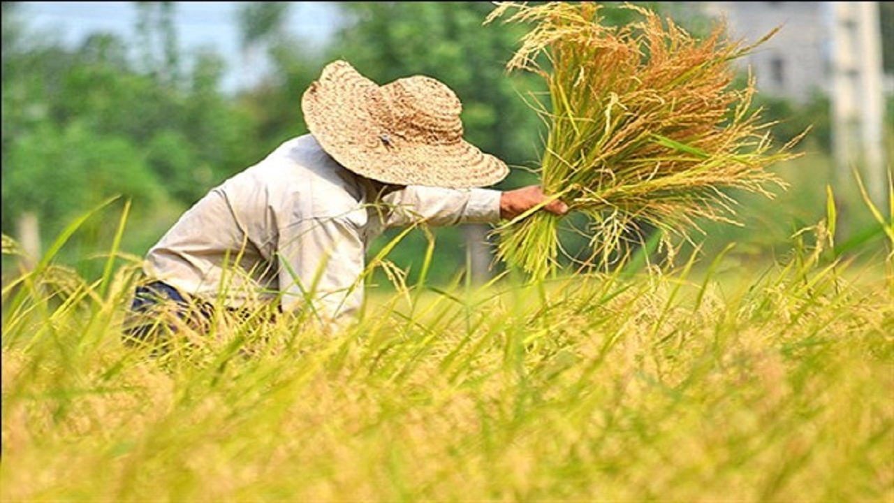 افتتاح اولین عاملیت توزیع نهاد‌ه های کشاورزی در چهارباغ
