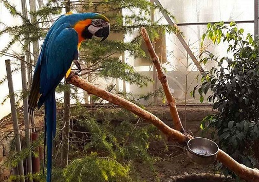 باغ پرندگان چهارباغ، نمایشگاهی از رنگ‌ها و زیبایی؛ از نگهداری گونه های نادر تا نوای دلکش پرندگان