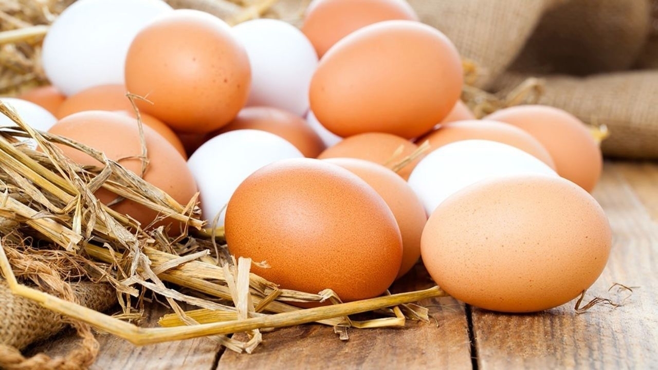 تولید ۱۰ درصد تخم مرغ کشور در البرز