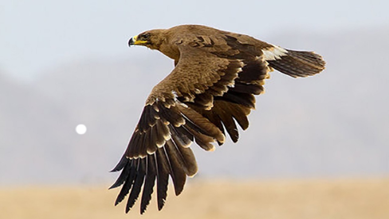 نجات یک بهله عقاب صحرایی توسط شهروند البرزی