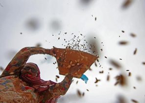 (تصاویر) برداشت برنج در هند