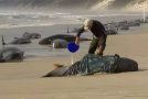 عکس/ تلف شدن نهنگ‌ها در ساحل