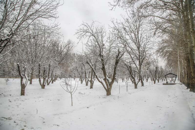 زیبایی‌های طبیعت برفی در پارکها و بوستان های کرج