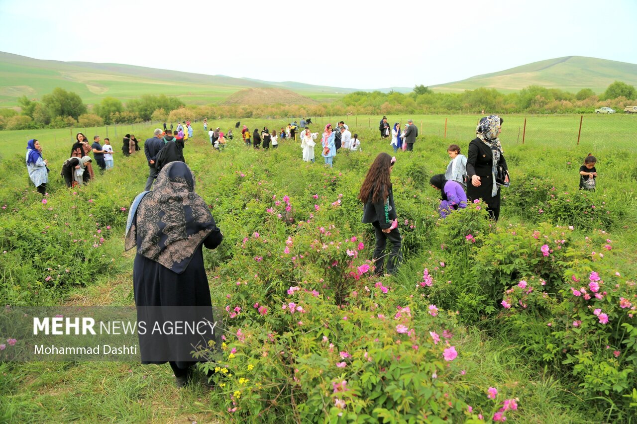 تصاویر: جشنواره گل و گلاب‌گیری شهرستان گرمی