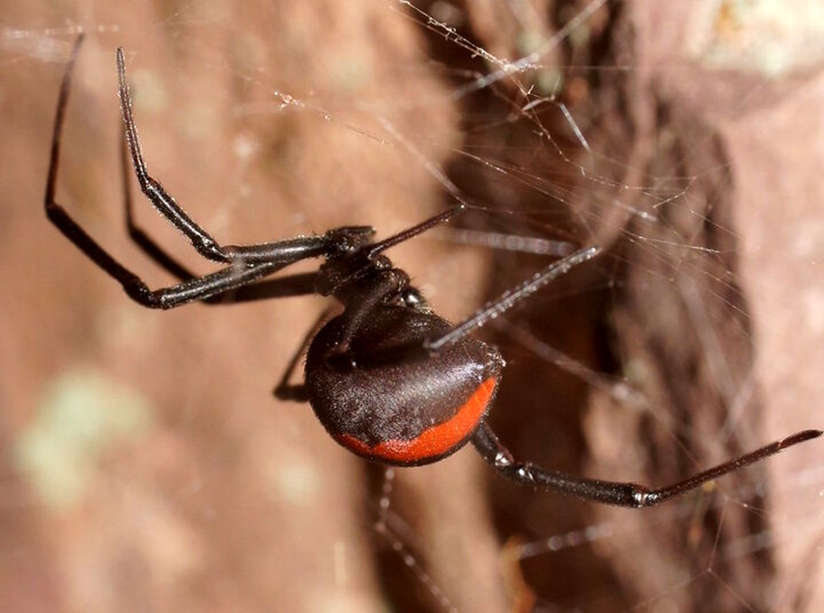خطرناک ترین عنکبوت دنیا در ایران ساکن است! + عکس