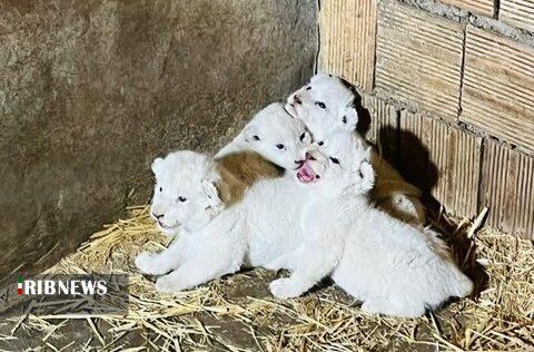 زندگی چهار توله شیر سفید کمیاب کرج به روایت تصویر