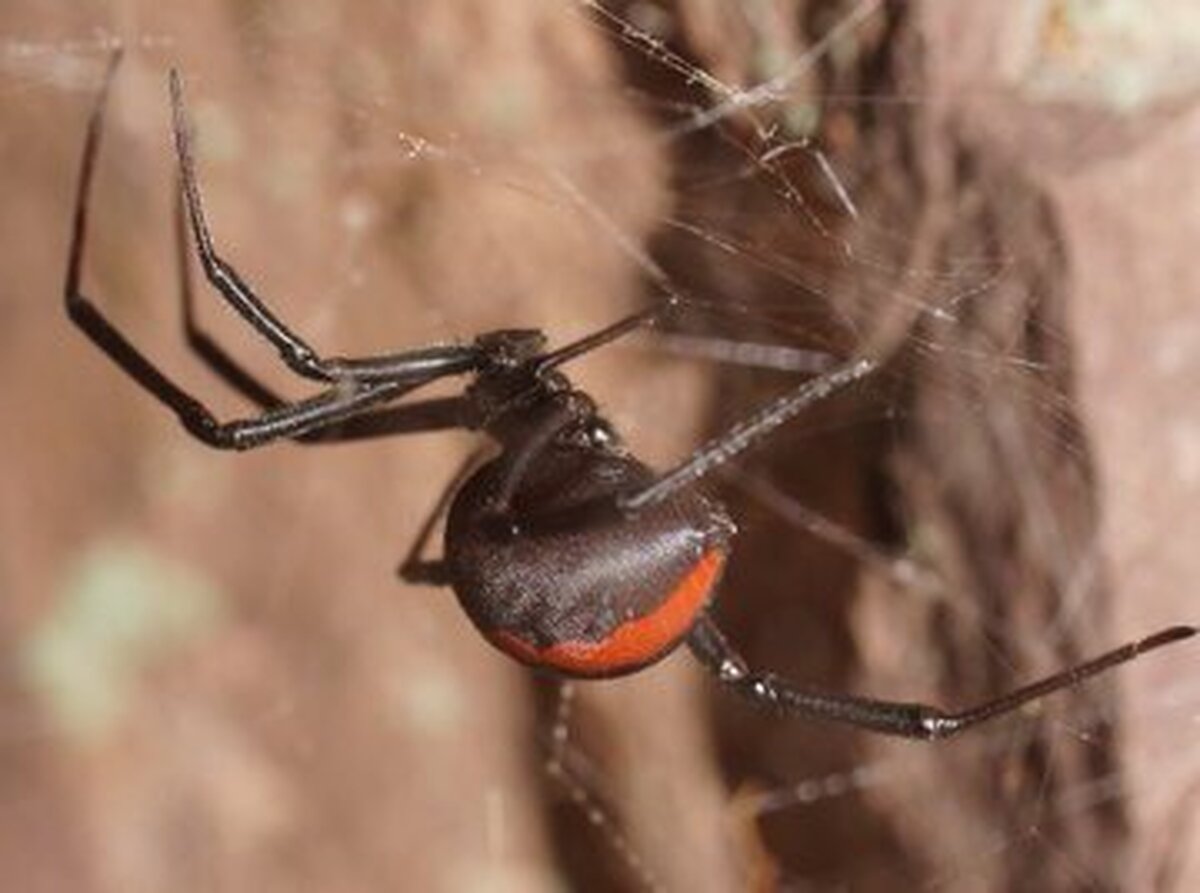 سکونت خطرناک ترین عنکبوت دنیا در ایران!+ عکس