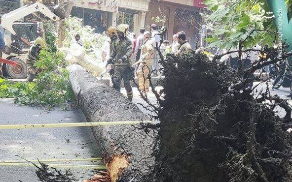 عکس/ سقوط یک درخت در خیابان ولیعصر(عج)