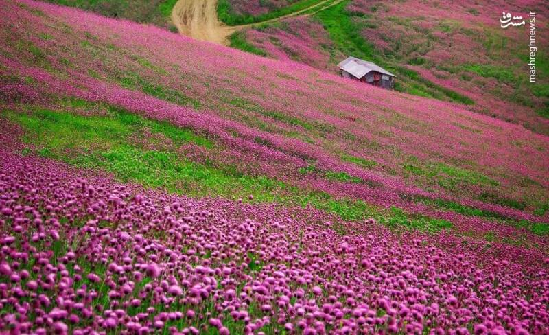 عکس/ طبیعت زیبای بهاری ارتفاعات گیلان