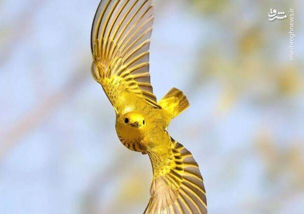 عکس/ پرواز زیبای گیلاس زرد