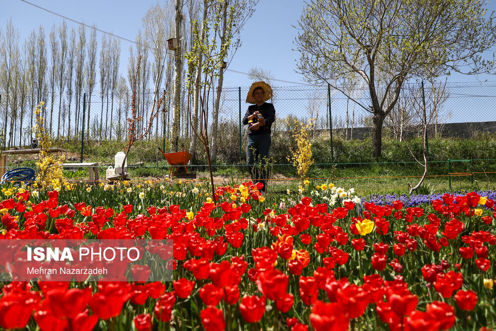 مزرعه گل‌های لاله و نرگس در روستای اسپره خون تبریز