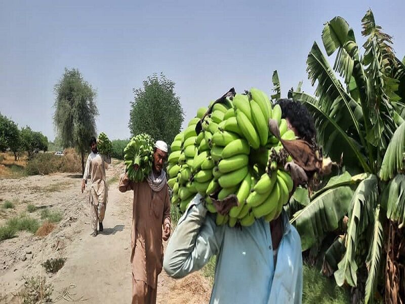 معاون وزیر جهاد کشاورزی: ایران در تولید همه میوه‌ها خودکفا و صادرکننده است