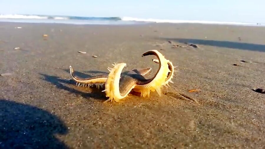 ویدیویی جالب از راه رفتن ستاره دریایی روی ساحل ! / فیلم