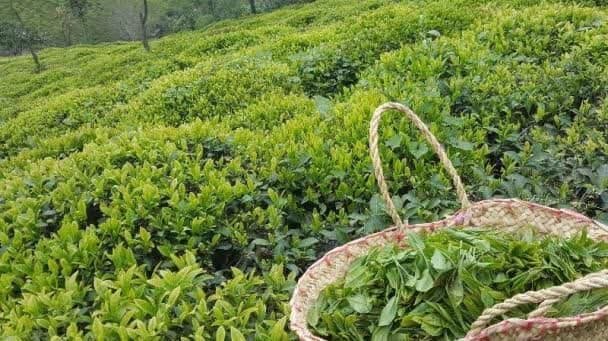 پرداخت بخش دیگری از بهای برگ سبز چای خریداری شده از چایکاران شمال