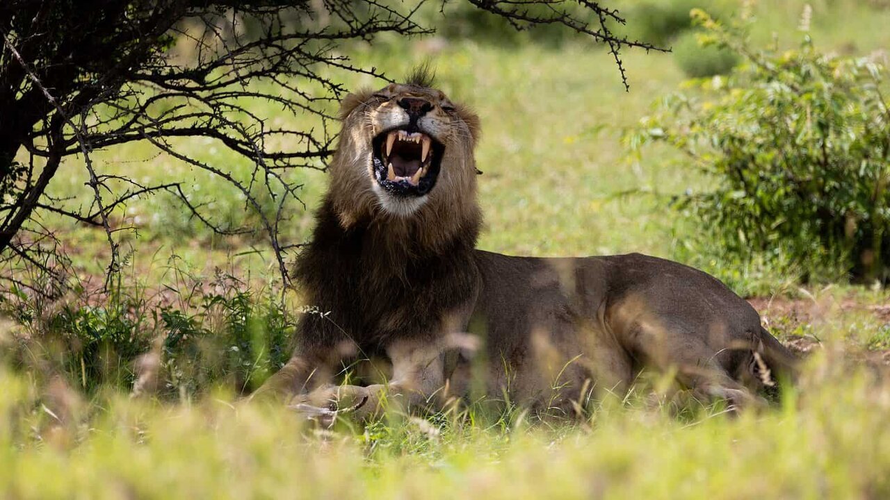 اسکارفیس؛ شیری که لقب بدنام‌ترین شیر در جنگل را از آن خود کرد!+ عکس