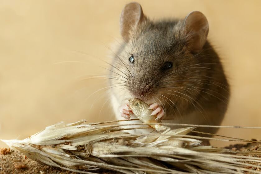 راهکاری برای نجات مزارع گندم از آفت موش‌ها