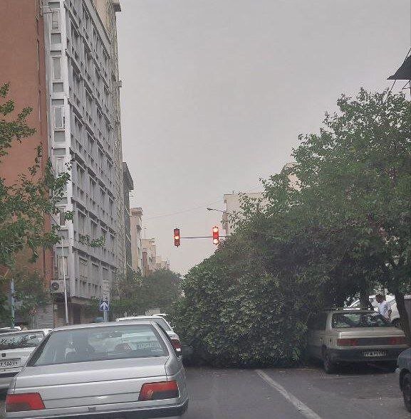 عکس/سقوط درخت بر اثر توفان در خیابان دانشگاه تهران