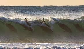 عکسی از موج‌سواری گروهی دلفین‌ها
