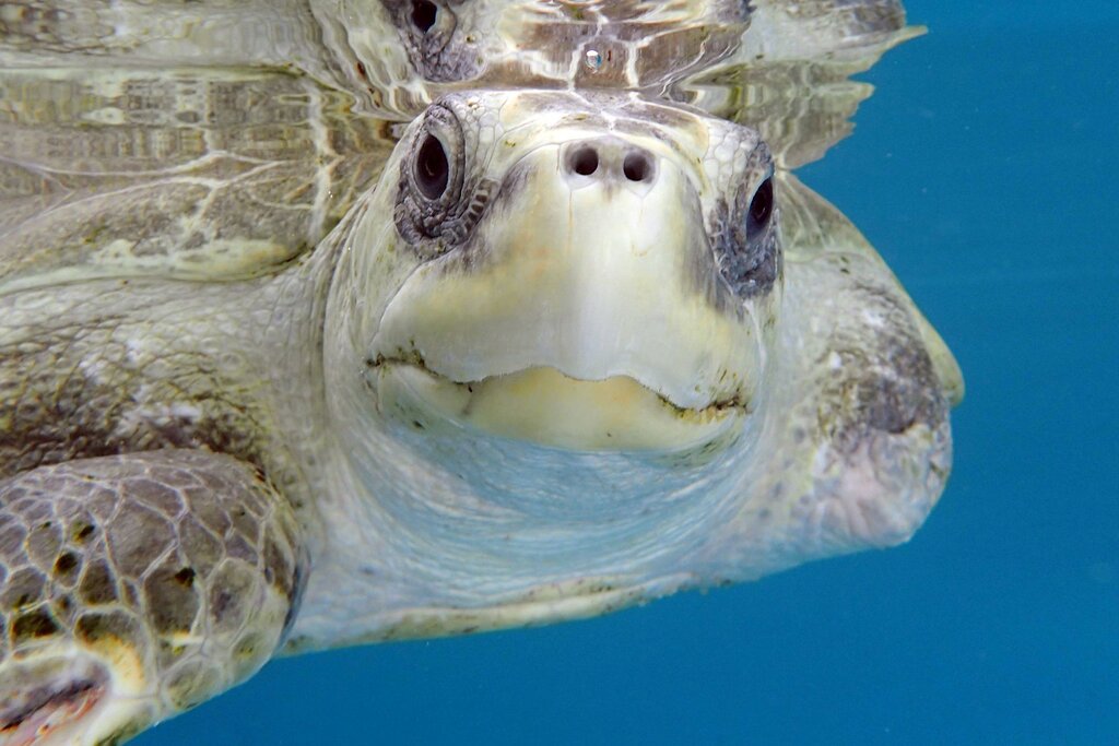 تصاویر لحظه بامزه سیلی زدن یک لاک‌پشت به هم‌نوعش