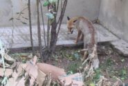 زنده‌گیری یک قلاده روباه در کرج