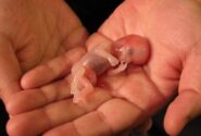سقط غیرقانونی و حسرت والدی