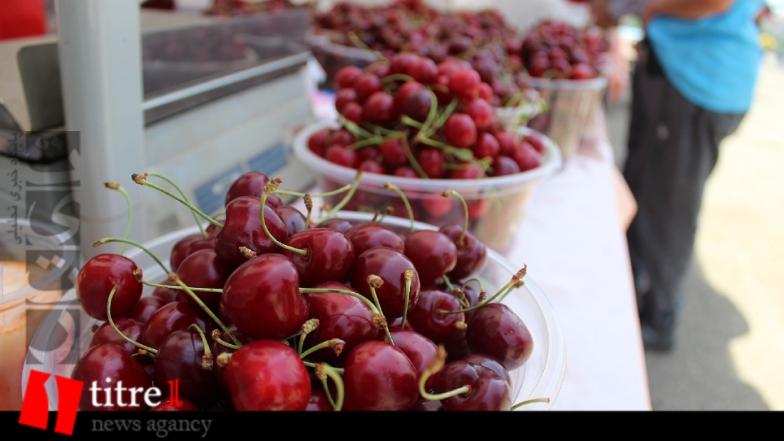 برگزاری جشنواره در مهد گیلاس استان البرز