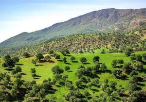 ریه‌های تنفسی غرب ایران از نفس افتاد/بحران در جنگل‌های زاگرس