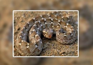 مار جعفری در یک باغ مسکونی ماهدشت به دام افتاد