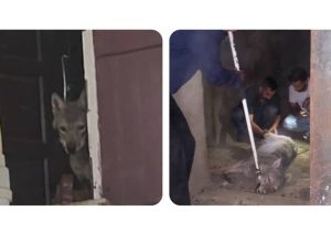 نگهداری یک گرگ در مغازه‌ای در کرج!