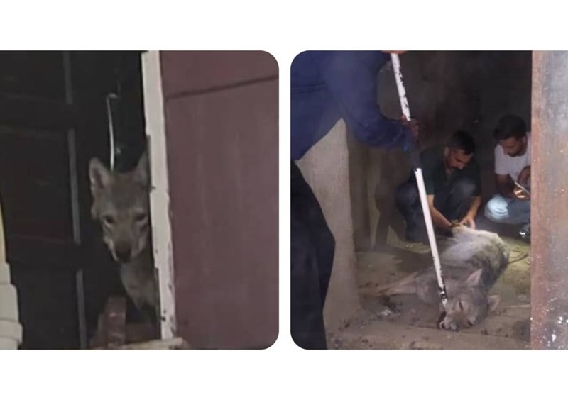 نگهداری یک گرگ در مغازه‌ای در کرج!