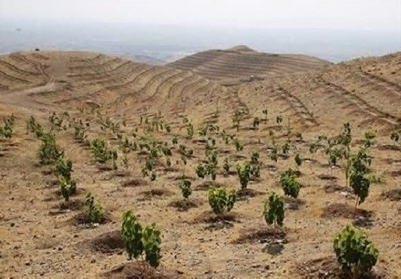 کاشت ۳ هزار اصله نهال در طالقان