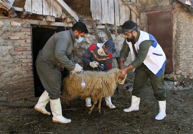 جهاد دامپزشکی؛ بلوغ‌یافته و آتش به اختیار در بحران‌ها