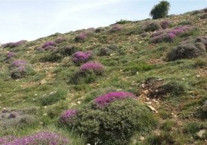 زنگ خطر تخریب اکوسیستم به صدا درآمد