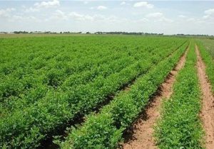 کشاورزی امروز باید به سمت اصلاح مصرف آب برود