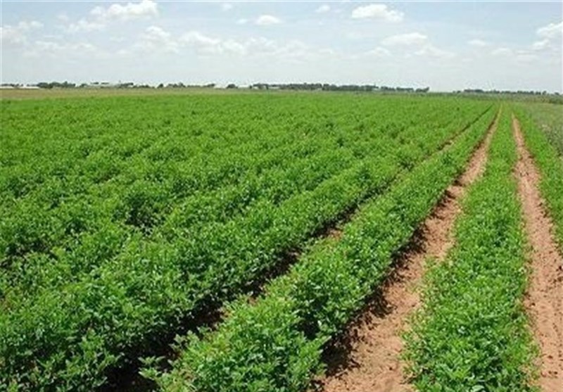 کشاورزی امروز باید به سمت اصلاح مصرف آب برود