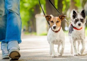 بی‌قانونی در قلب شهر‌ها/چرا جلوی سگ‌گردانی را نمی‌گیرید؟