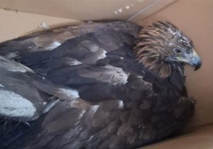 عقاب طلایی البرز از مرگ در آتشگاه گریخت