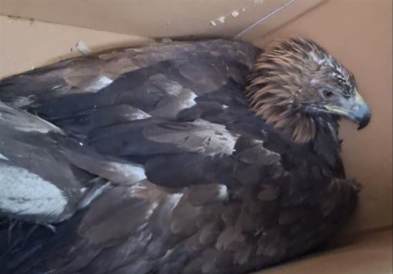 عقاب طلایی البرز از مرگ در آتشگاه گریخت