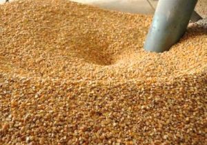 کاهش وابستگی به خوراک دام وارداتی با دانش بومی محقق شد