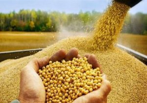 ایران به دنبال استقلال در تأمین خوراک دام/ پایان وابستگی به کنجاله سویا‌