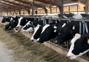 ایستگاه تحقیقاتی گاودشت؛ نقطه عطف توسعه پایدار صنعت دام کشور