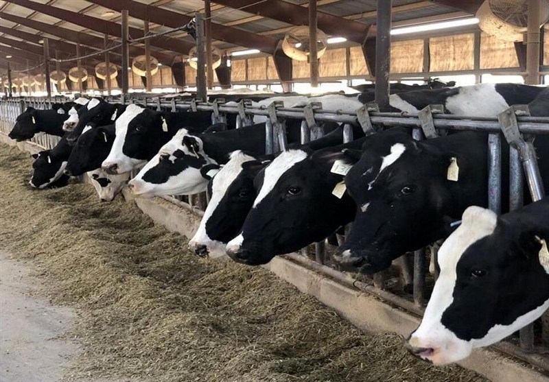 ایستگاه تحقیقاتی گاودشت؛ نقطه عطف توسعه پایدار صنعت دام کشور