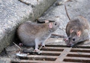 کرج در مسیر سلامت؛ مقابله با جانوران موذی آغاز شد