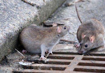 کرج در مسیر سلامت؛ مقابله با جانوران موذی آغاز شد