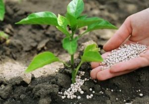 توزیع ۱۸۸۵ تن انواع کود کشاورزی در البرز طی ۴ ماه