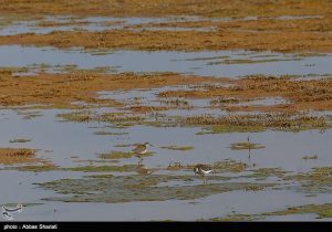 فرماندار نظرآباد پاسخ داد؛ آیا تالاب صالحیه ‌کانون گردوغبار است؟