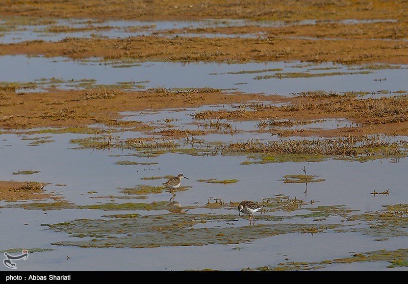 فرماندار نظرآباد پاسخ داد؛ آیا تالاب صالحیه ‌کانون گردوغبار است؟