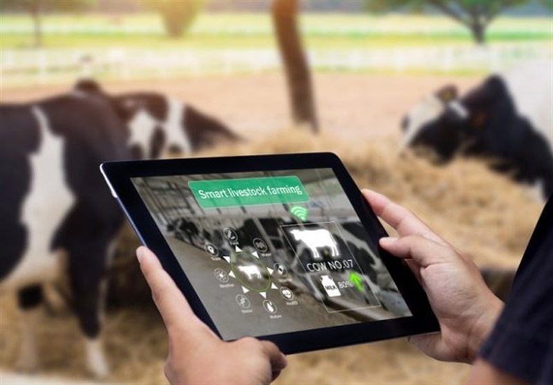 آغاز پروژه‌های دامپروری هوشمند با فناوری اینترنت اشیاء