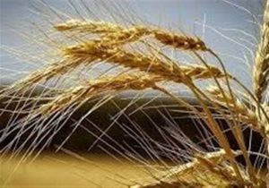 ‌اپیدمی گسترده‌ای در مزارع گندم گزارش نشد