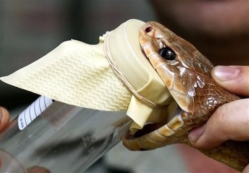 درمان قطعی گزش سمی‌ترین مارهای ایران/ پادزهر اختصاصی «سیه‌مار» تولید شد